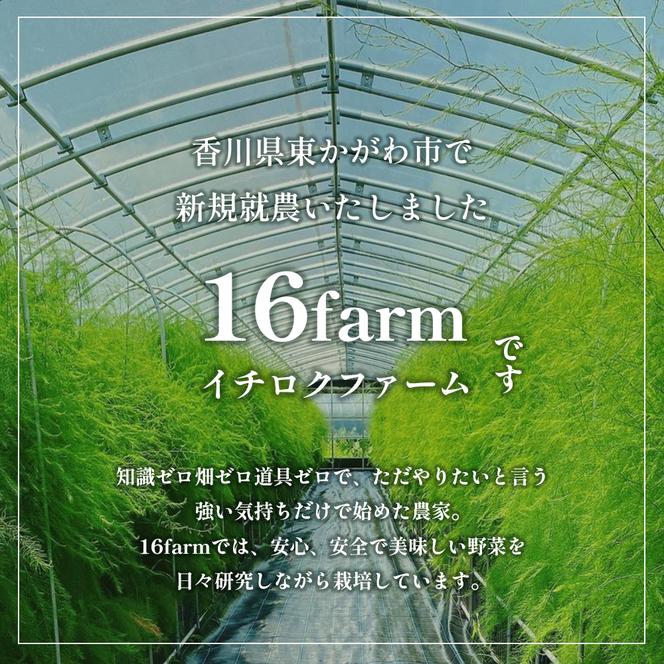 16farmのアスパラ「さぬきのめざめ30cmロング」M～2Lサイズ1kg アスパラガス さぬきのめざめ ロングアスパラ 野菜 やさい 新鮮 東かがわ