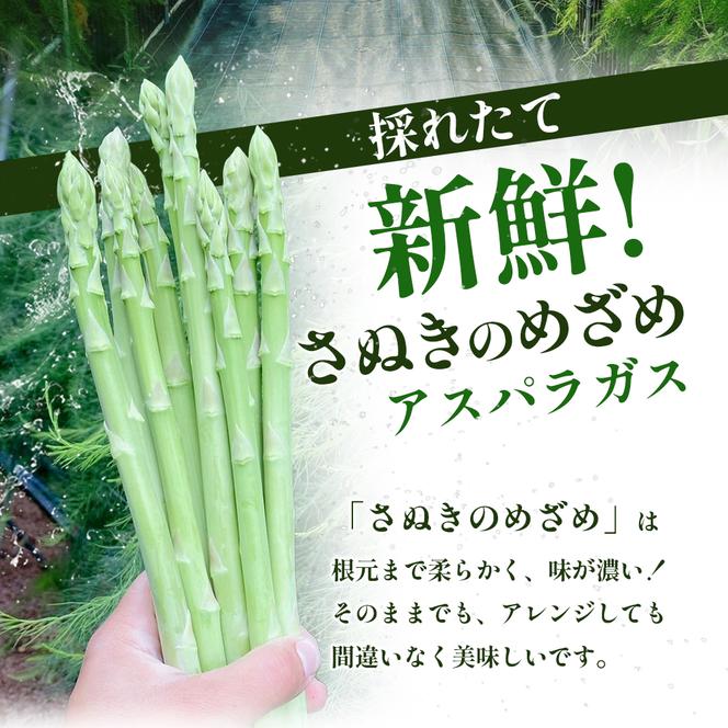 16farmのアスパラ「さぬきのめざめ30cmロング」M～2Lサイズ1kg アスパラガス さぬきのめざめ ロングアスパラ 野菜 やさい 新鮮 東かがわ