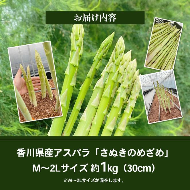 16farmのアスパラ「さぬきのめざめ30cmロング」M～2Lサイズ1kg アスパラガス さぬきのめざめ ロングアスパラ 野菜 やさい 新鮮 東かがわ