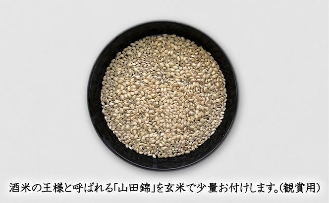 米 令和6年産 加東市東条地区産 キヌヒカリ 白米 10kg（5kg×2） [ 新米 予約 新米早期受付 お米 こめ コメ ]