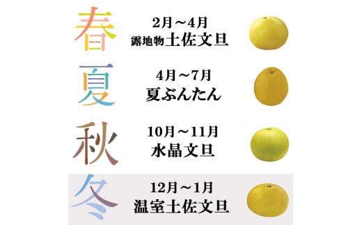 温室土佐文旦 Lサイズ 7個入り お得箱 ブンタン ぶんたん 土佐文旦 フルーツ 果物 くだもの 柑橘 旬 訳あり わけあり ご自宅用 ご家庭用 おいしい 甘い
