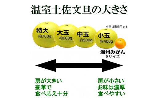 温室土佐文旦 Lサイズ 7個入り お得箱 ブンタン ぶんたん 土佐文旦 フルーツ 果物 くだもの 柑橘 旬 訳あり わけあり ご自宅用 ご家庭用 おいしい 甘い
