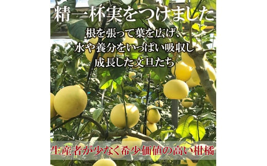 温室土佐文旦 2～4L 約10kg 約10キロ(16～20個入り) お得箱 ブンタン ぶんたん 土佐文旦 フルーツ 果物 くだもの 柑橘 旬 訳あり わけあり ご自宅用 ご家庭用 おいしい 甘い