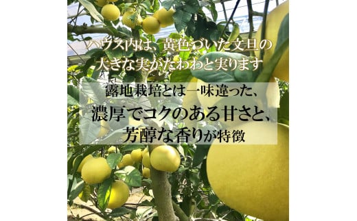 温室土佐文旦 L～3L 約6kg 約6キロ(10～14個入り) お得箱 ブンタン ぶんたん 土佐文旦 フルーツ 果物 くだもの 柑橘 旬 訳あり わけあり ご自宅用 ご家庭用 おいしい 甘い