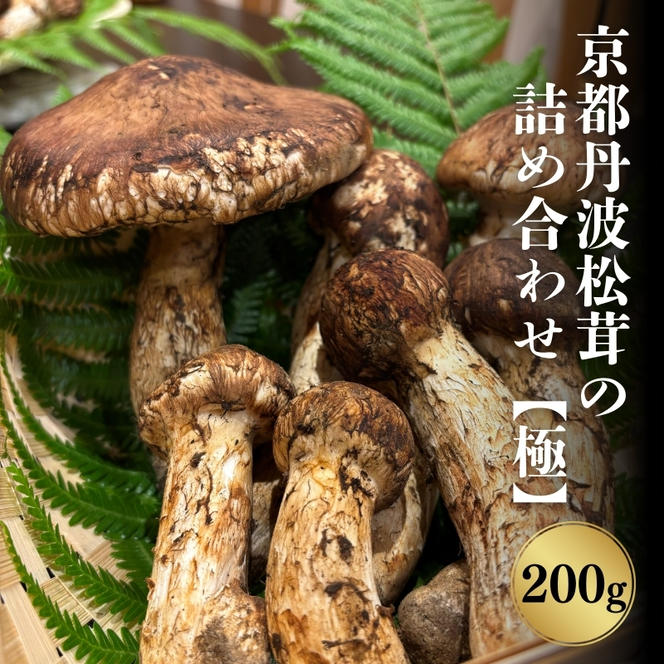 京都丹波松茸の詰め合わせ 200g【極】まつたけ 数量限定 期間限定 きのこ 秋 天然 国産 国内産 京都府 南丹市  ※2024年10月中旬以降順次発送（京都府南丹市） | ふるさと納税サイト「ふるさとプレミアム」