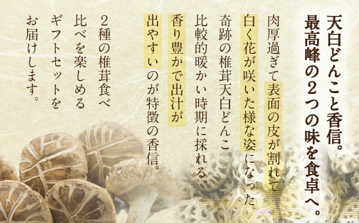 宮崎県産乾椎茸ギフト 食べ比べセット 「天白どんこ＋香信」 合計140g