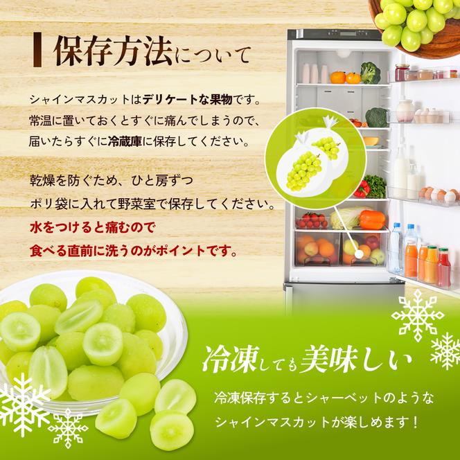 訳あり シャインマスカット 1.1kg 2房 家庭用 香川県産 ぶどう ブドウ 葡萄 マスカット フルーツ 果物 くだもの 旬のフルーツ 旬の果物 不揃い 訳アリ 香川 香川県 東かがわ市