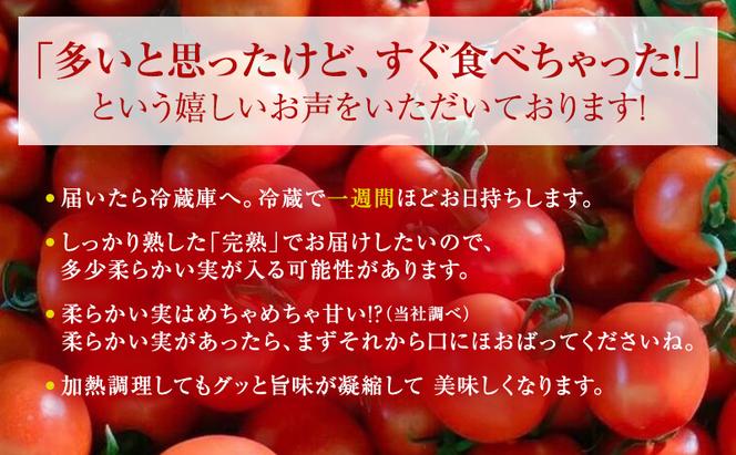 トマト 中玉 800g～1kg よしよし畑のあま～いトマト とまと 季節の野菜 旬の野菜 新鮮 農家直送 夏野菜 野菜 お届け：2024年11月中旬～2025年5月下旬