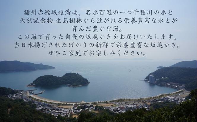 牡蠣 SAKOSHI 生食用 殻付き 18個～24個 牡蠣ナイフ付き [ 坂越かき プレミアム 生牡蠣 夏牡蠣 かき カキ 三倍体 ]