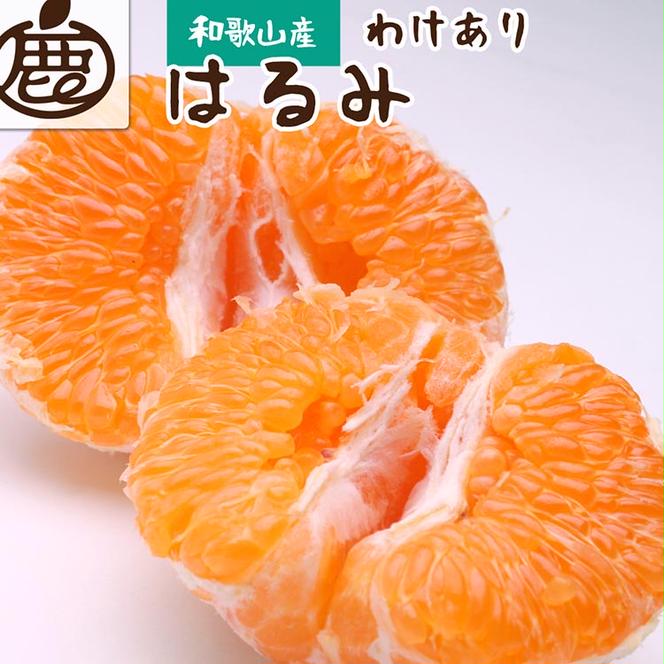 ＜2月より発送＞家庭用 はるみ5kg+150g（傷み補償分）｜わけあり・訳あり　デコポンの姉妹品種・新食感春みかん【光センサー選別】 ※北海道・沖縄・離島への配送不可 ※2025年2月上旬～3月下旬頃に順次発送予定