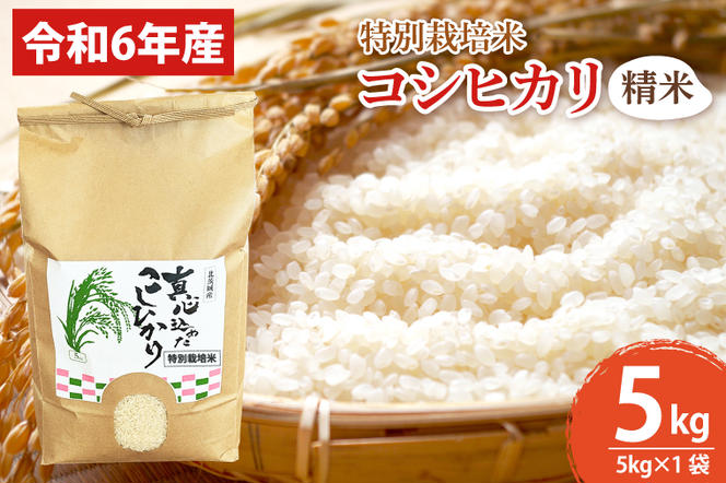 BN004　【先行予約】【令和６年産】【数量限定】新米　コシヒカリ精米5kg  特別栽培米