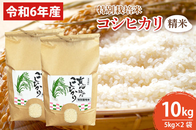 BN005　【先行予約】【令和６年産】【数量限定】新米　コシヒカリ精米10kg  特別栽培米