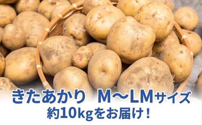 北海道 雪蔵 きたあかり  M～LM 約10kg 2025年2月中旬より順次お届け じゃがいも ジャガイモ 馬鈴薯 キタアカリ 北あかり 黄金男爵 芋 いも 雪蔵貯蔵 野菜 農作物 北海道産 丸田農園 送料無料