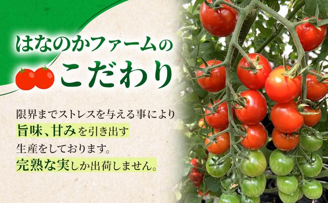 高糖度「ほれトマト」1kg　太陽の恵みをたっぷりもらった糖度10度以上の極上ミニトマト 瑞穂市 お取り寄せ 野菜【予約販売】