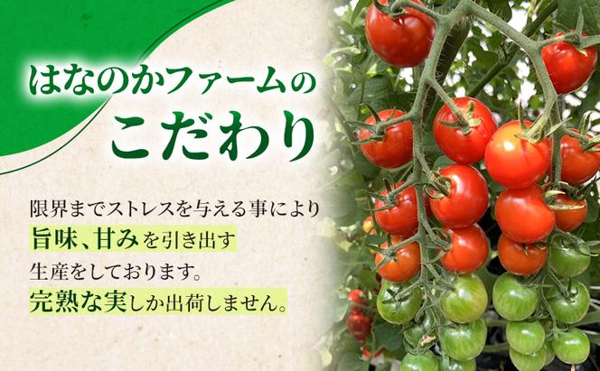 高糖度「ほれトマト」2kg　太陽の恵みをたっぷりもらった糖度10度以上の極上ミニトマト 瑞穂市 お取り寄せ 野菜【予約販売】