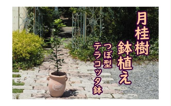 苗木 月桂樹 鉢植え つぼ小 植物 ガーデン インテリア ※配送不可:北海道、沖縄、離島