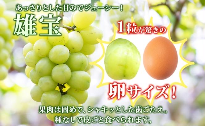 雄宝 2房 約1.4～1.8kg 葡萄 ブドウ ぶどう 大粒 種なし 皮ごと 甘い フルーツ 果物 産地直送 新鮮 ジューシー お取り寄せ ギフト 国産 季節限定 茨城県 結城市