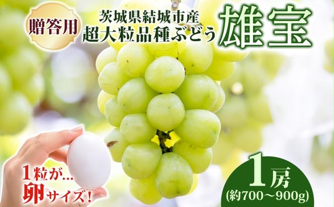 贈答用 雄宝 1房 約700～900g 葡萄 ブドウ ぶどう 大粒 種なし 甘い フルーツ 果物 産地直送 新鮮 お取り寄せ ギフト 国産 季節限定 茨城県 結城市