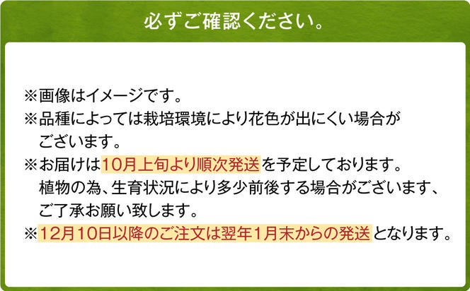 【2024年10月上旬発送開始】ユリ球根 大球カサブランカ 12球 白花品種 花 フラワー 園芸 ガーデニング 植物 高品質 送料無料