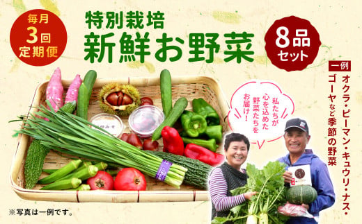 【3回定期便】特別栽培季節のお野菜セット 8品 野菜 新鮮 やさい 旬 詰合せ 国産 宮崎県 九州 送料無料