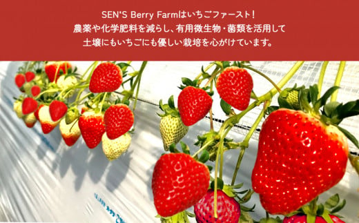 イチゴ農家のけずりいちご 約100g×4カップ いちご イチゴ 苺 フルーツ 冷凍 夏 スイーツ 冷凍イチゴ くだもの 果物 九州 宮崎 送料無料 氷 アイス