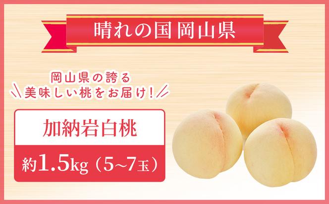 【2025年先行予約】 桃 岡山県産 加納岩 白桃 約1.5kg（5～7玉） 《2025年6月下旬-7月上旬頃出荷》  白桃 岡山 はくとう スイーツ フルーツ 果物 先行予約 数量限定 期間限定 岡山 里庄町 モモ もも 桃