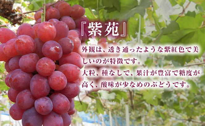 【 2025年 先行予約 】ぶどう 桃 ぼっけぇうめぇ フルーツ 定期便 3回 コース -2 ( 白桃 ・ シャインマスカット ・ 紫苑 )《2025年8月-10月出荷》 岡山県産 フルーツ 果物 数量限定 里庄町 