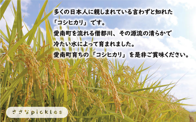 新米 令和6年産 定期便 10kg × 3回 コシヒカリ 合計 30kg お米 白米 こしひかり 米 こめ 精米 産地直送 国産 農家直送 期間限定 数量限定 特産品 令和6年度産 2024年産 大粒 もっちり 粘り 甘み おいしい おにぎり 人気 内祝い お祝い 贈答品 お返し プレゼント 土産 御礼 お礼 お取り寄せ 愛南町 愛媛県 ささなピクルス