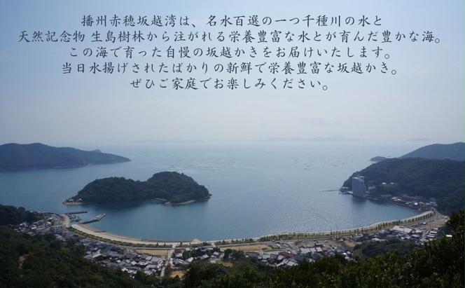 定期便 牡蠣 生食用 坂越かき 殻付き 42～48個《3ヶ月連続お届け》 昭和水産 [ 生牡蠣 真牡蠣 かき カキ 冬牡蠣 ]