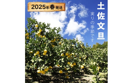 【果樹園直送】土佐文旦 特選品贈答用 約3kg 3L～4Lサイズ ぶんたん ブンタン フルーツ 柑橘 みかん 果物 くだもの 柑橘類 デザート おやつ 贈り物 プレゼント 白木果樹園