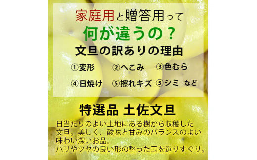 【果樹園直送】土佐文旦 訳ありご家庭用 約3kg L～4Lサイズ ぶんたん ブンタン フルーツ 柑橘 みかん 果物 くだもの 柑橘類 デザート おやつ 訳アリ ご自宅用 白木果樹園