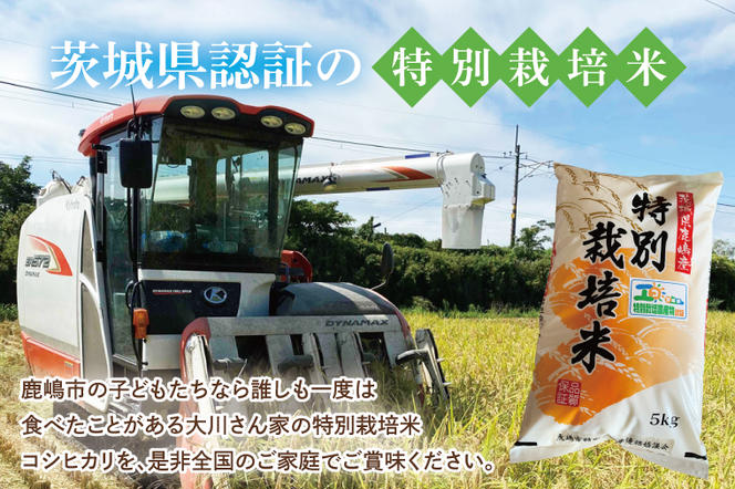 【令和6年産】鹿嶋市産ミルキークイーンと特別栽培米コシヒカリ食べ比べセット計10kg(各5kg×1袋)【お米 米 こしひかり 特別栽培 有機肥料 有機栽培 鹿嶋市 茨城県 玄米 白米 新米 おにぎり ごはん 30000円以内 3万円以内】(KBS-10）