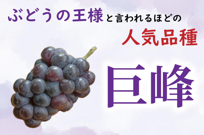 巨峰 1房（茨城県共通返礼品：かすみがうら市産）※2024年8月初旬～2024年10月下旬頃に順次発送予定（CD019）