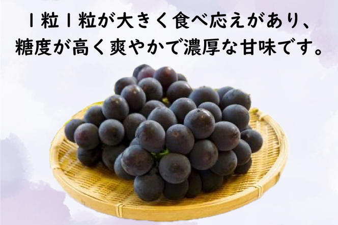 巨峰 1房（茨城県共通返礼品：かすみがうら市産）※2024年8月初旬～2024年10月下旬頃に順次発送予定（CD019）