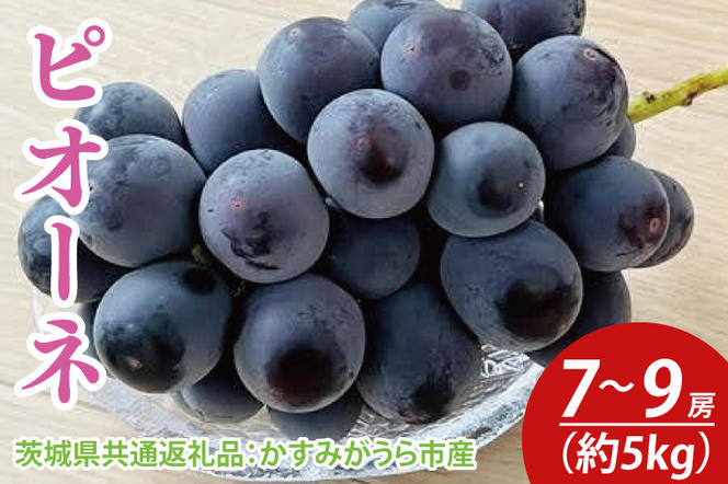 ピオーネ 約5kg 7～9房（茨城県共通返礼品：かすみがうら市産）　※2024年9月初旬～2024年10月下旬頃に順次発送予定（CD037）