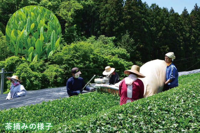 【農林水産大臣賞受賞】かねた園の奥久慈茶＆和紅茶のティーバッグ・粉末緑茶セット（茨ひよりパッケージ）（CK001）