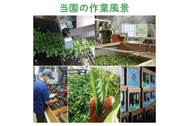 【農林水産大臣賞受賞】かねた園の奥久慈茶 大子銘茶 2種セット 計200g（100g×各1袋）（CK002）