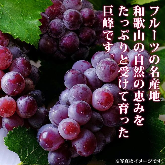 紀州和歌山産の巨峰ぶどう約2kg ※2025年8月下旬頃?9月上旬頃に順次発送予定