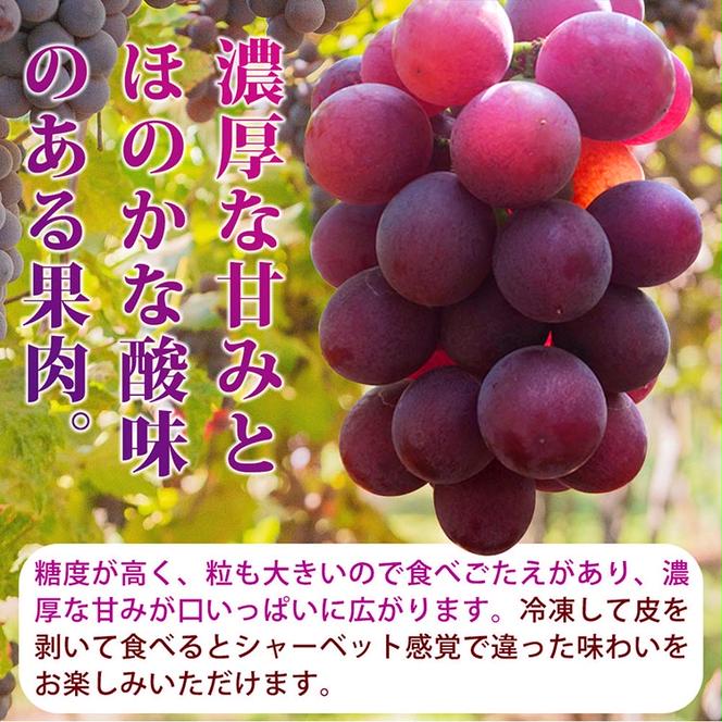 紀州和歌山産の巨峰ぶどう約2kg ※2025年8月下旬頃?9月上旬頃に順次発送予定