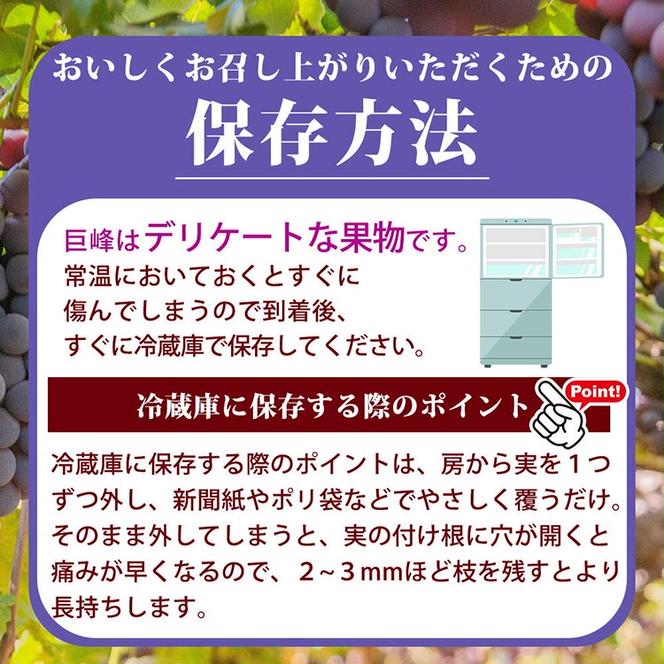 紀州和歌山産の巨峰ぶどう約2kg ※2025年8月下旬頃?9月上旬頃に順次発送予定