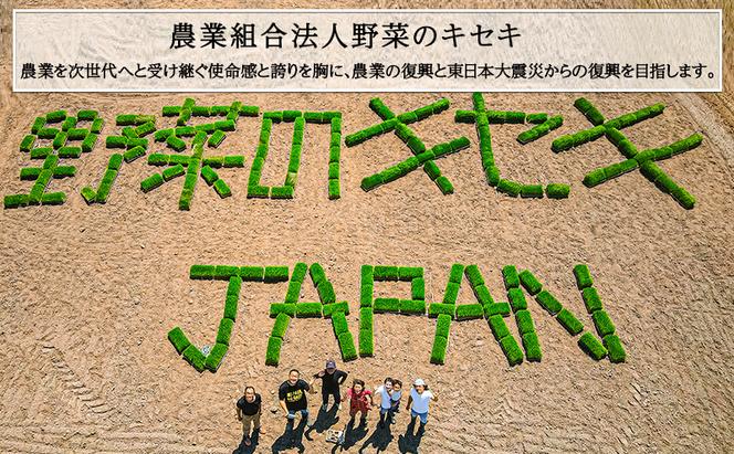 定期便 6回 (6か月間定期便) 令和6年度 宮城県産 ひとめぼれ 5kg お米 こめ コメ