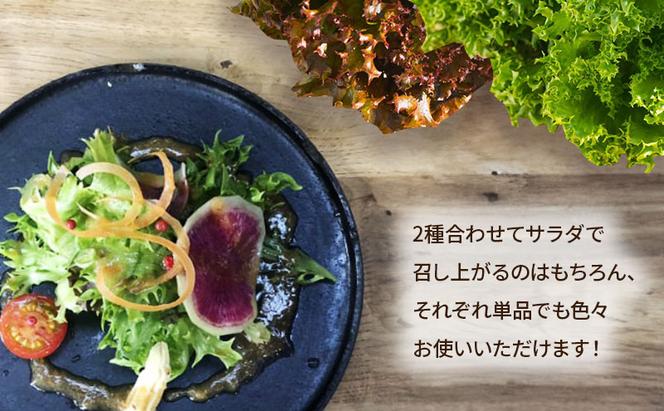 美濃国やさいセット 野菜 野菜セット レタス フリルレタス 水耕栽培 安全 安心 衛生的 新鮮 シャキシャキ 産地直送 サラダ サンドイッチ