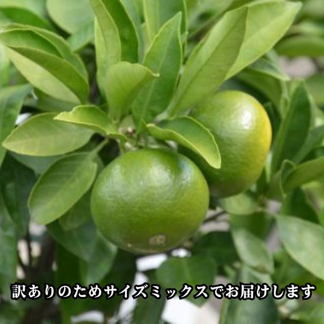 愛媛みかん 極早生 5kg 早生みかん 蜜柑 みかん 温州みかん 極早生 早生 愛媛みかん オレンジ サイズミックス 果物 フルーツ 柑橘 人気 サイズ 不揃い 愛媛 愛南 青果市場 発送期間：2024年10月初旬～10月末(なくなり次第終了)