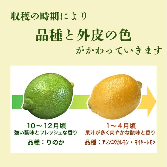 【訳あり】 レモン （ グリーンレモン ） 2kg サイズミックス 【発送時期：10月～4月】 グリーン レモン 防腐剤 ワックス 不使用 サイズミックス お試し 試供品 少量 5000円 清家ばんかんビレッジ 愛南町