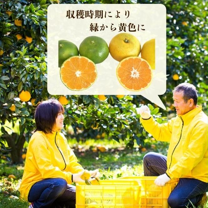 【訳あり】愛媛みかん （ 極早生 ） 3kg【発送時期：９月下旬～10月下旬】2S-Lサイズ サイズミックス 愛媛みかん 温州みかん 一番みかん 柑橘 みかん 少量 お試し 試供品 5000円 愛媛県 愛南町 清家ばんかんビレッジ