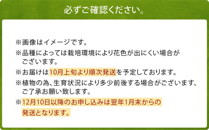 【2024年10月上旬発送開始】ユリ球根 カサブランカ 3種 各4球 合計12球 球根 大球定番 (カサブランカ・ゴールデンカサブランカ・ピンクカサブランカ) 花 フラワー セット 園芸 ガーデニング 植物 高品質 送料無料