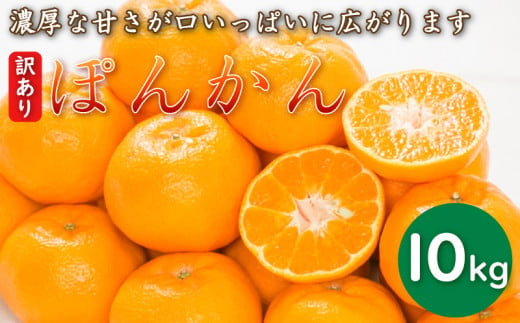 先行予約 訳あり 減農薬 ポンカン 10kg 愛南フルーツ サイズミックス サイズ混合 不揃い 柑橘 蜜柑 愛媛 みかん 果物 フルーツ 産地 産直 発送期間: 2025年1月中旬～2月中旬