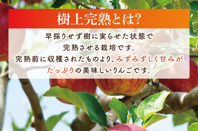 【10月中旬頃順次発送】三村観光りんご園の奥久慈りんご（各種詰め合わせ）約3kg（BX001）