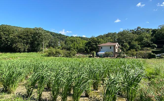 マコモ 真菰茶小セット まこも マコモ茶 真菰茶 ノンカフェイン プレゼント 兵庫県 福崎町