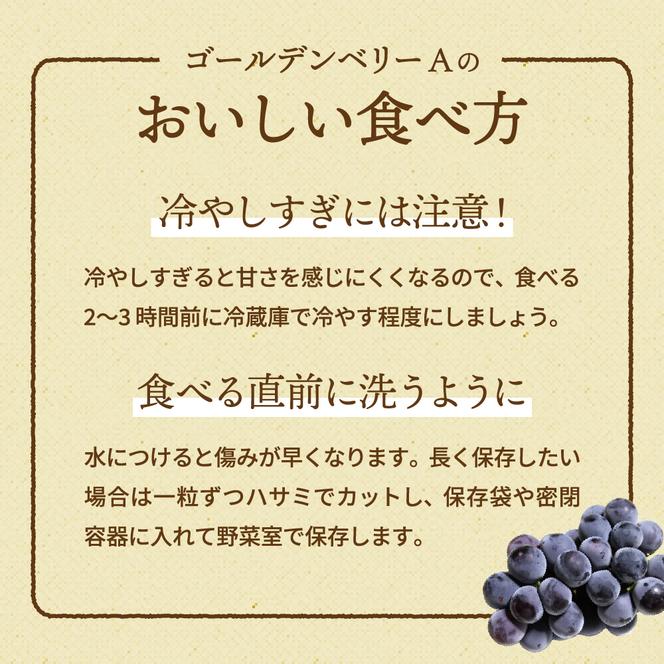 ゴールデンベリーA 約2kg 3～5房 【2025年産 予約受付】 ぶどう ブドウ 葡萄 お取り寄せ フルーツ 果物 種なし 甘い おすすめ 美味しい 選果場直送 送料無料 ギフト 贈答 兵庫県